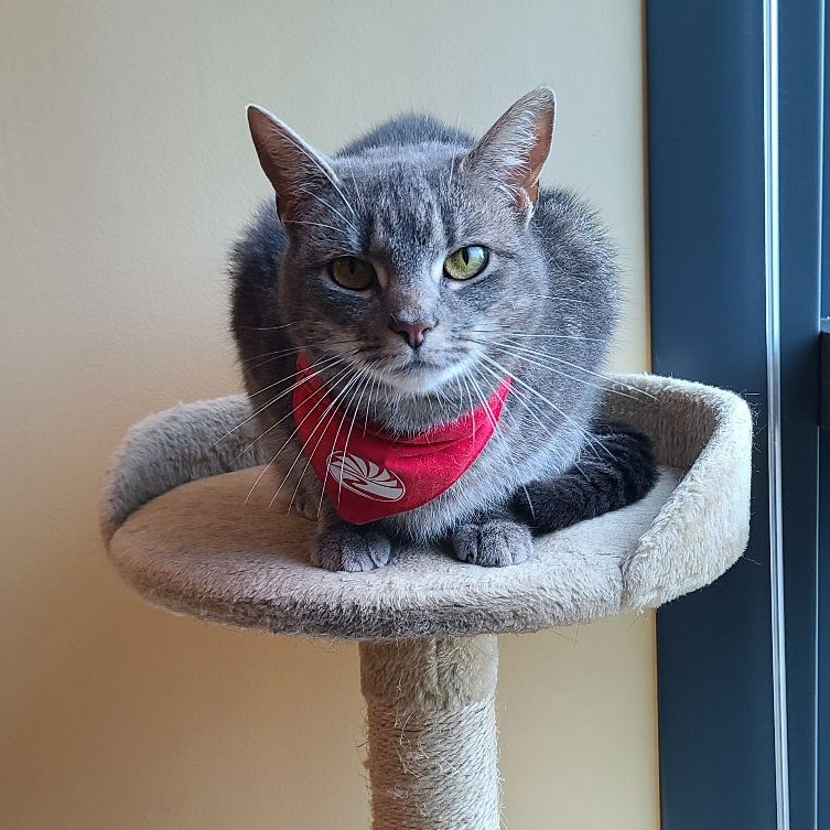 "I need to talk to you about your purrformance review. "