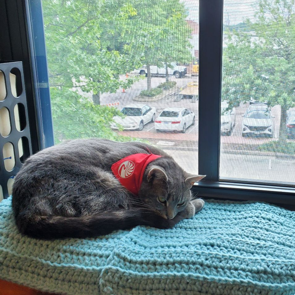Hard at work suppurrvising the neighborhood.