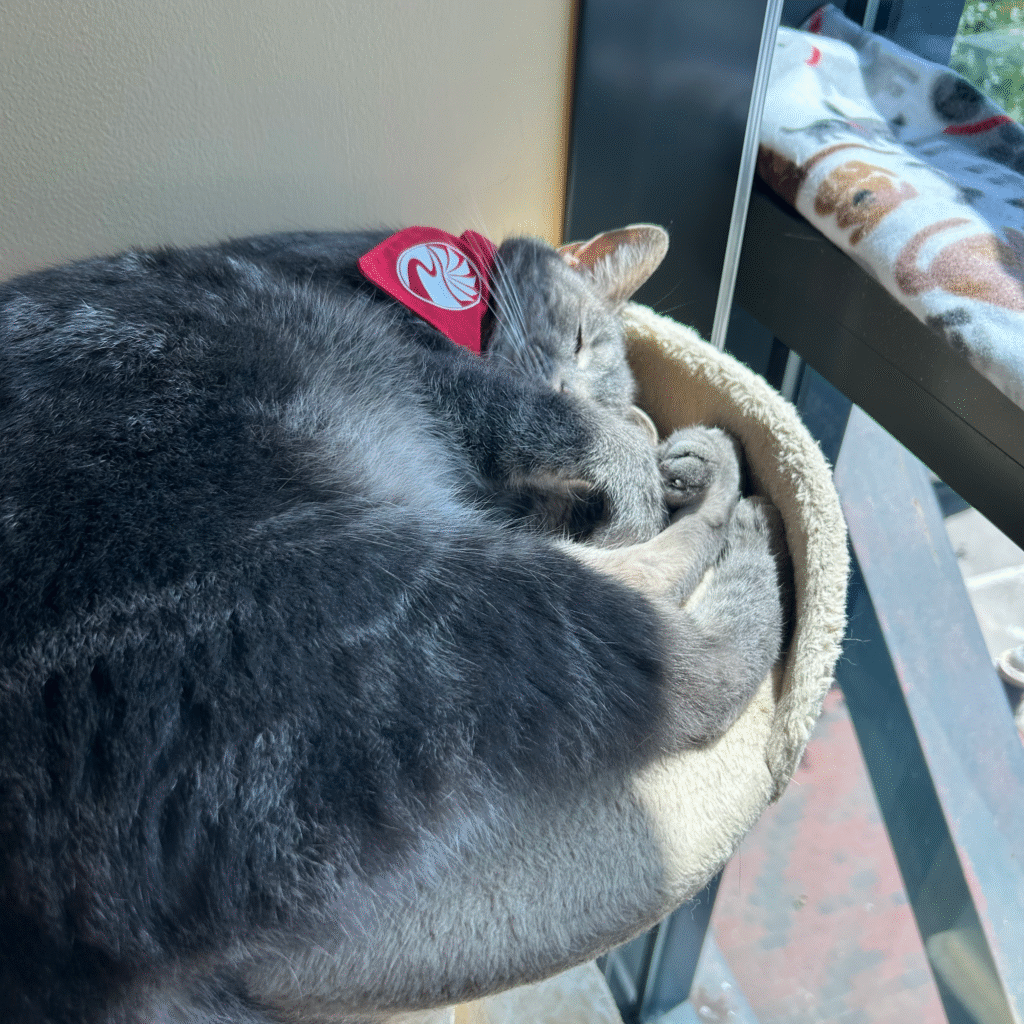 Just making a pitch for siestas to be included in the workday.